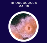 Rhodococcus maris